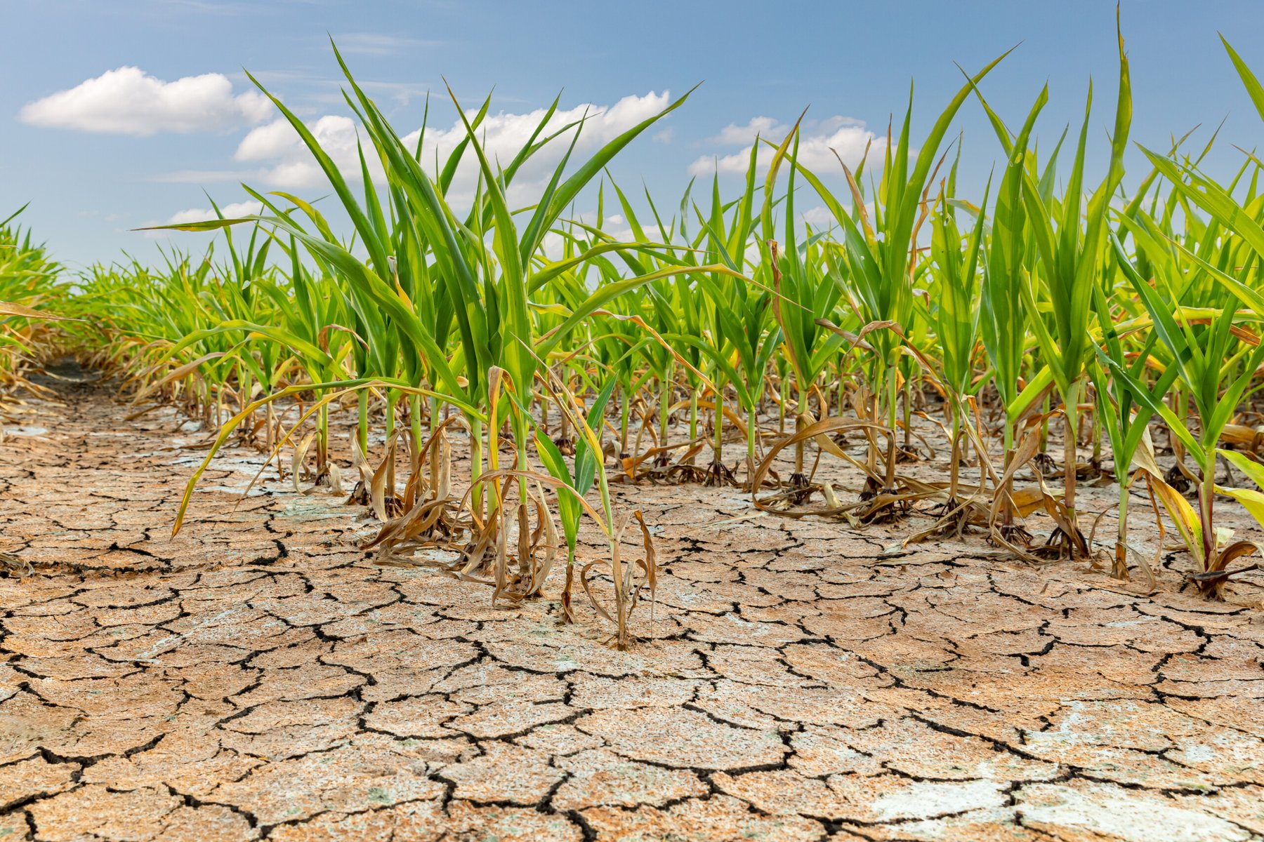 Farmers in Argentina battle drought and a shrinking harvest