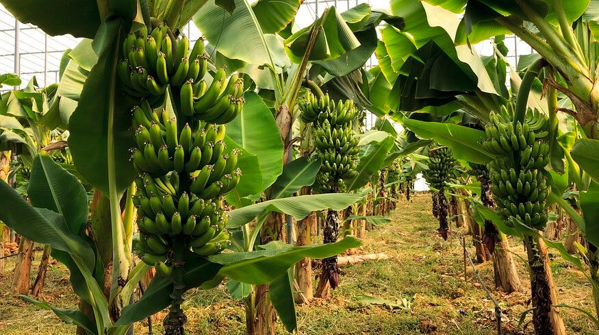 Russia could start growing bananas in greenhouse by 2026