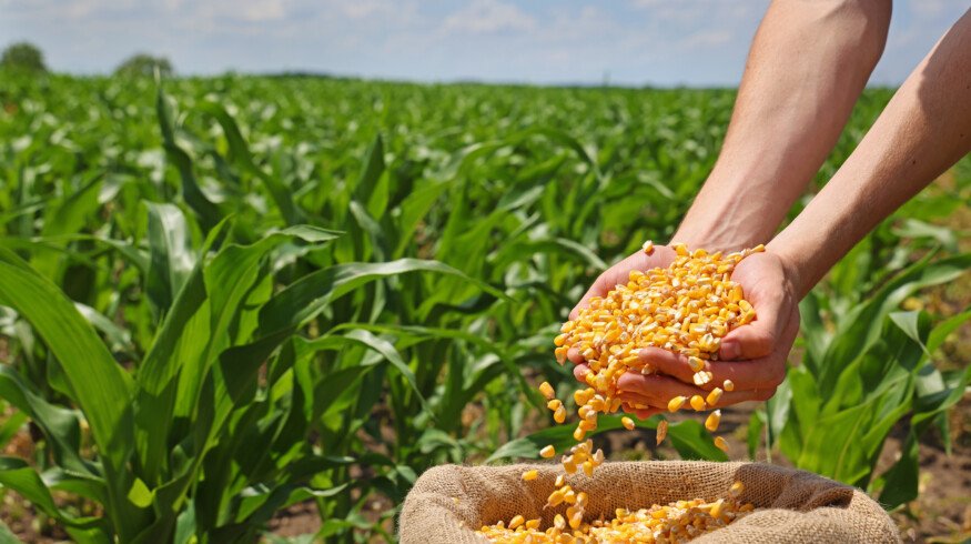 New study examines combination of slow-release nitrogen fertilizers with urea on maize growth