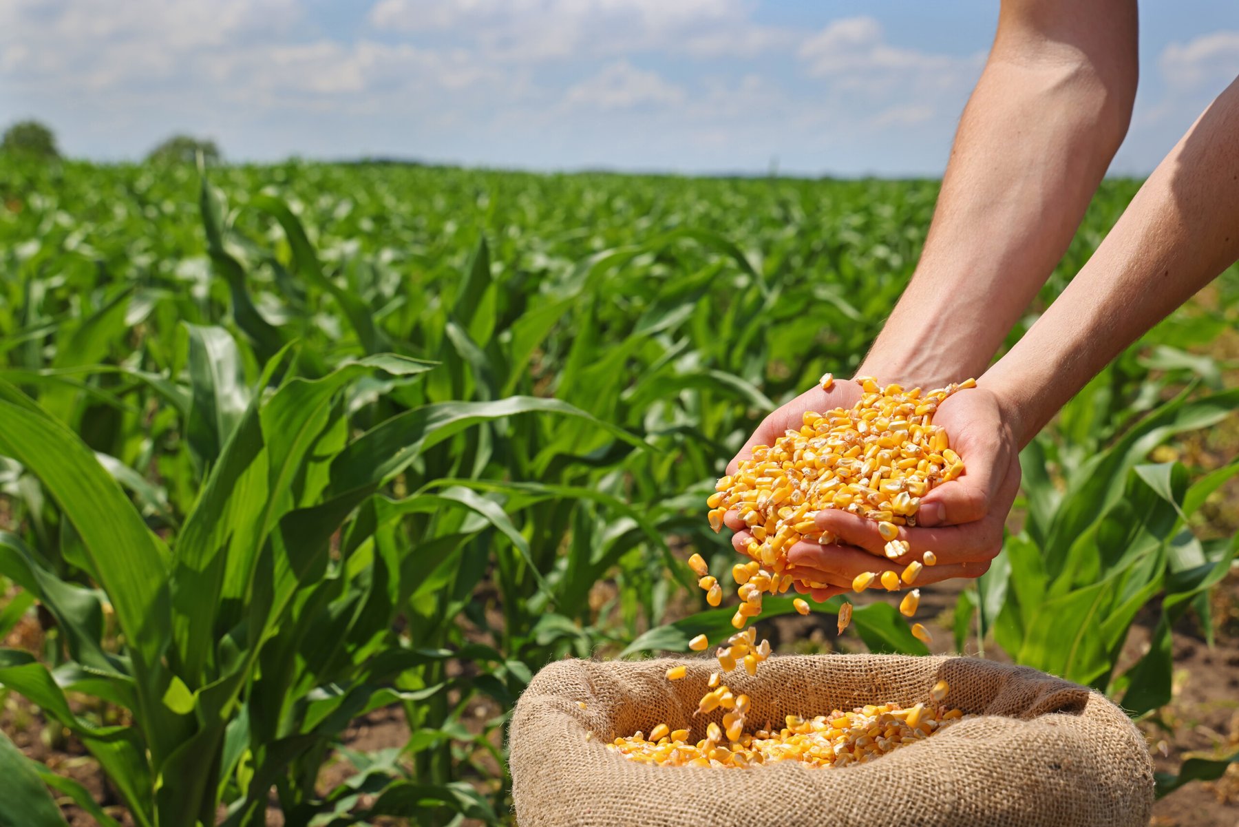 New study examines combination of slow-release nitrogen fertilizers with urea on maize growth