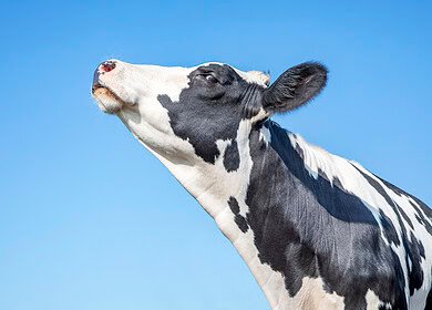 EU wants to replace Russian fertilizers with ReNure — locally sourced animal waste alternative