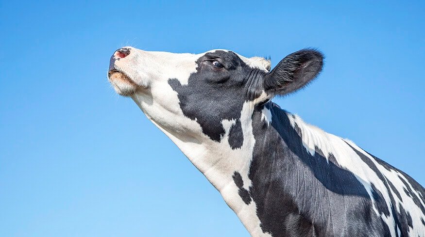 EU wants to replace Russian fertilizers with ReNure — locally sourced animal waste alternative