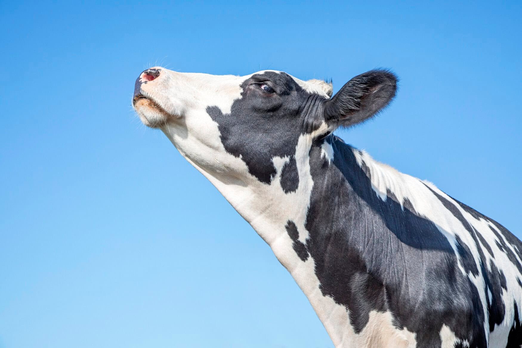 EU wants to replace Russian fertilizers with ReNure — locally sourced animal waste alternative