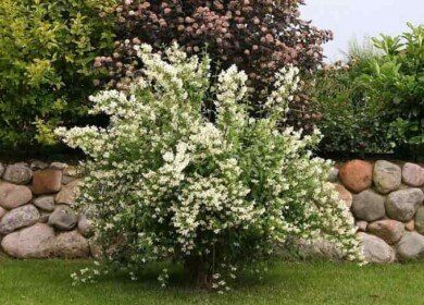 How to plant and care for Jasmine to make it blossom