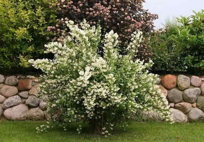 How to plant and care for Jasmine to make it blossom