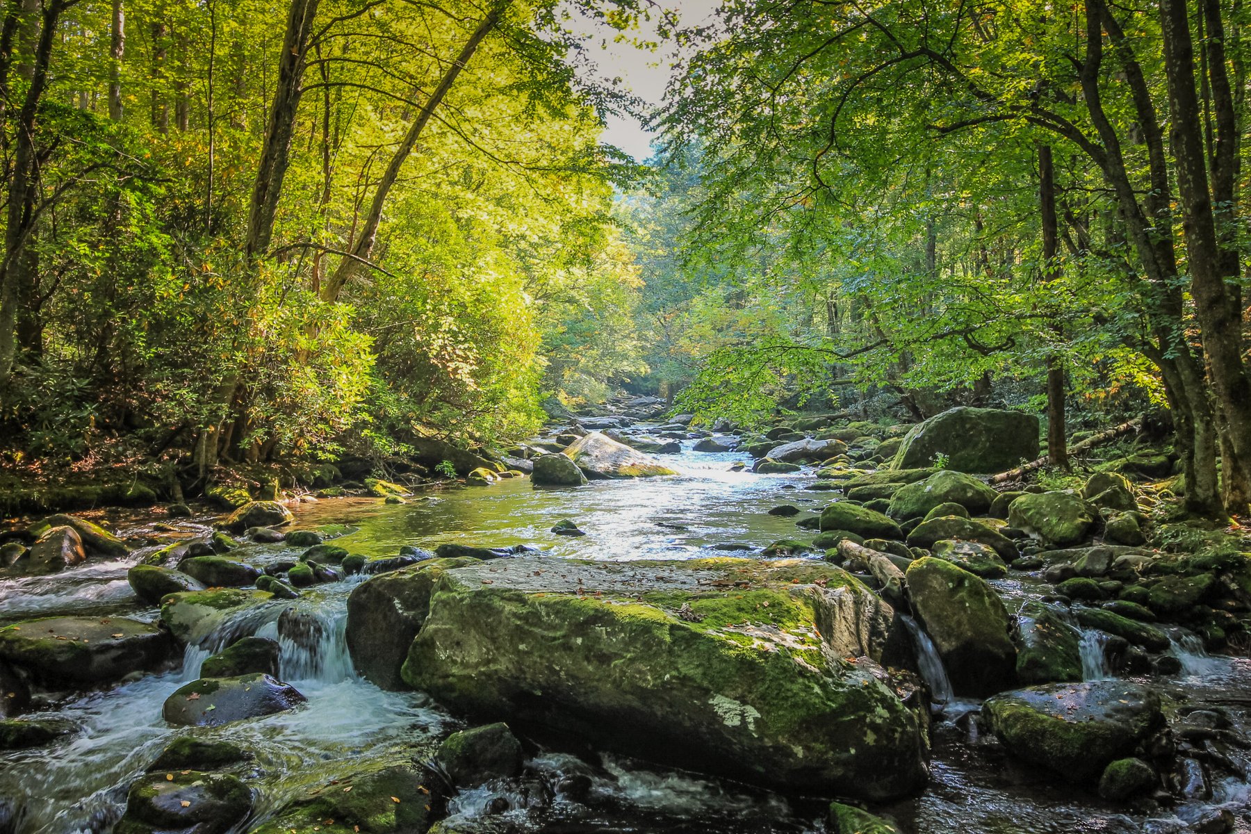 Hiking Path next to Stream in Smokey Mountain National Park