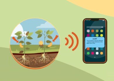 CPI partners with InnerPlant to improve fungal detection in crops