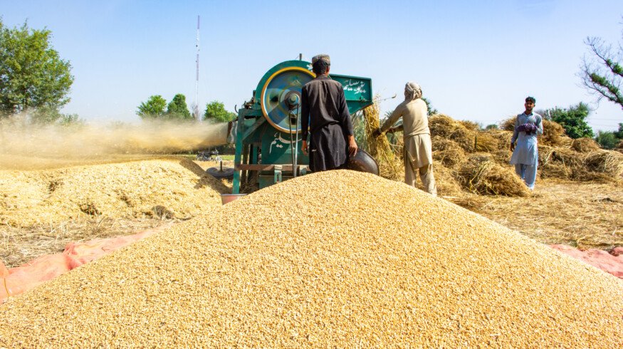 Pakistan’s agriculture sector achieved remarkable growth in 2024, requires support going forward