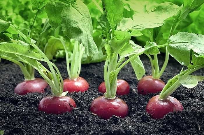 Growing radish in your garden: everything you need to know