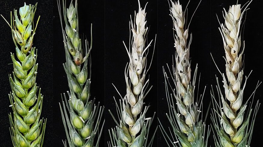 Understanding Fusarium graminearum’s spread through wheat