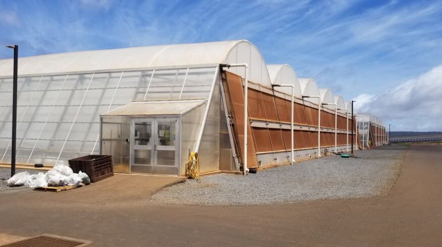 Sensei Ag ambitious agricultural venture faces challenges in Hawaii