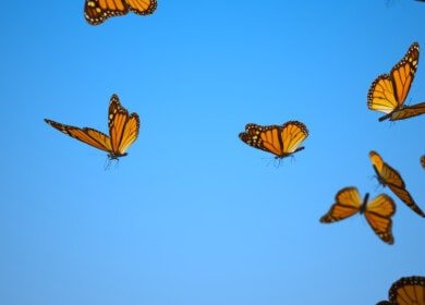 New study reveals that smaller arable fields and organic farming practices enhance pollinator diversity