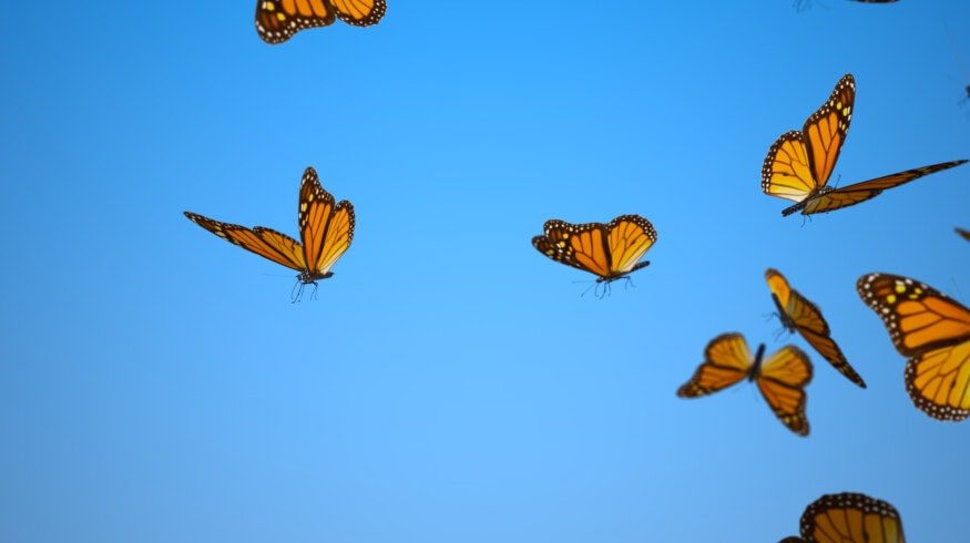 New study reveals that smaller arable fields and organic farming practices enhance pollinator diversity