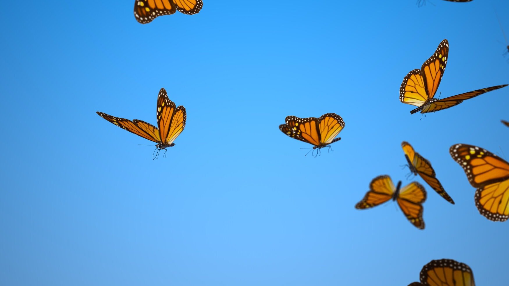 New study reveals that smaller arable fields and organic farming practices enhance pollinator diversity
