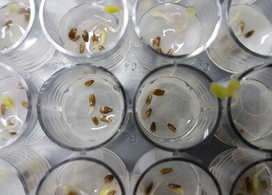 Brazilian scientists discover Antarctic fungus with biopesticide potential