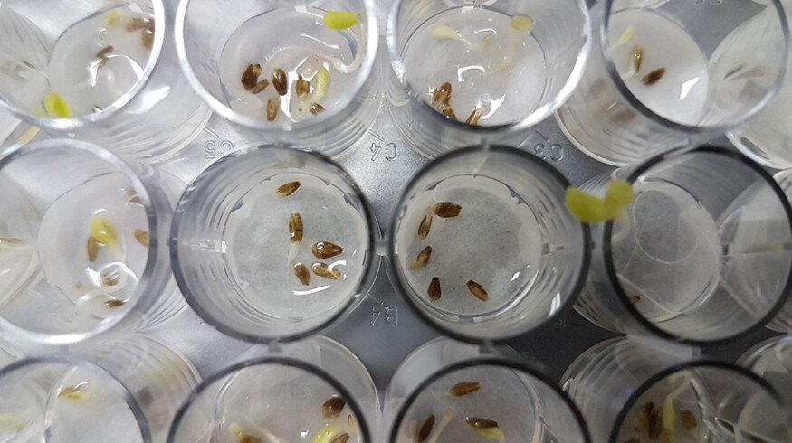 Brazilian scientists discover Antarctic fungus with biopesticide potential