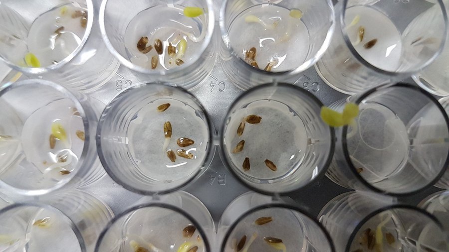 Brazilian scientists discover Antarctic fungus with biopesticide potential