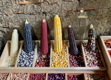 Mexico’s constitutional ban on GM corn raises trade concerns