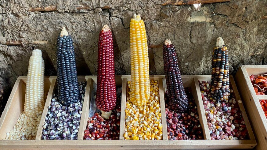 Mexico’s constitutional ban on GM corn raises trade concerns