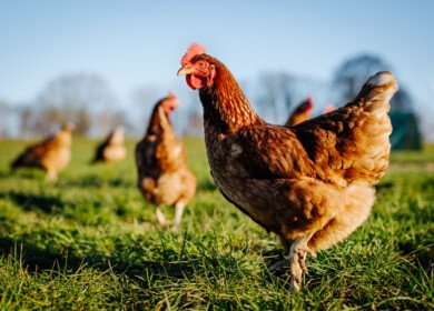 Chicken manure in UK is classified as industrial waste requiring poultry farms to comply with strict disposal regulations