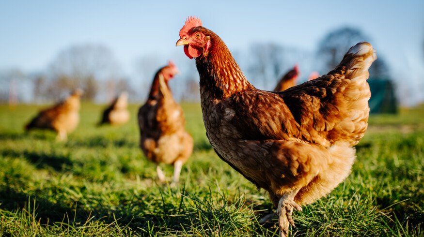 Chicken manure in UK is classified as industrial waste requiring poultry farms to comply with strict disposal regulations