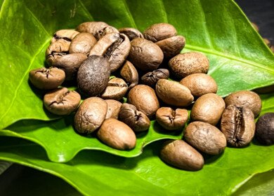Excelsa beans may become a new resilient coffee variety for growers