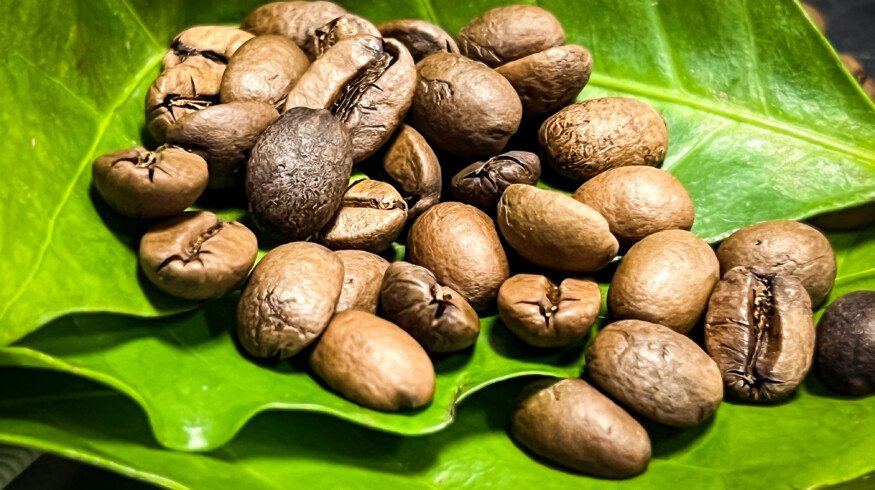 Excelsa beans may become a new resilient coffee variety for growers