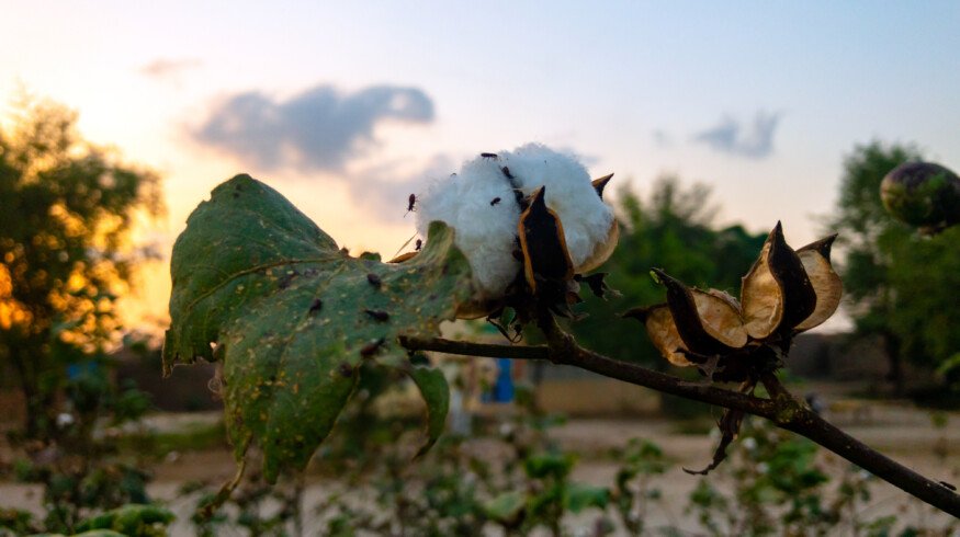 Fatima Fertilizer aims to enhance cotton and maize crop productivity