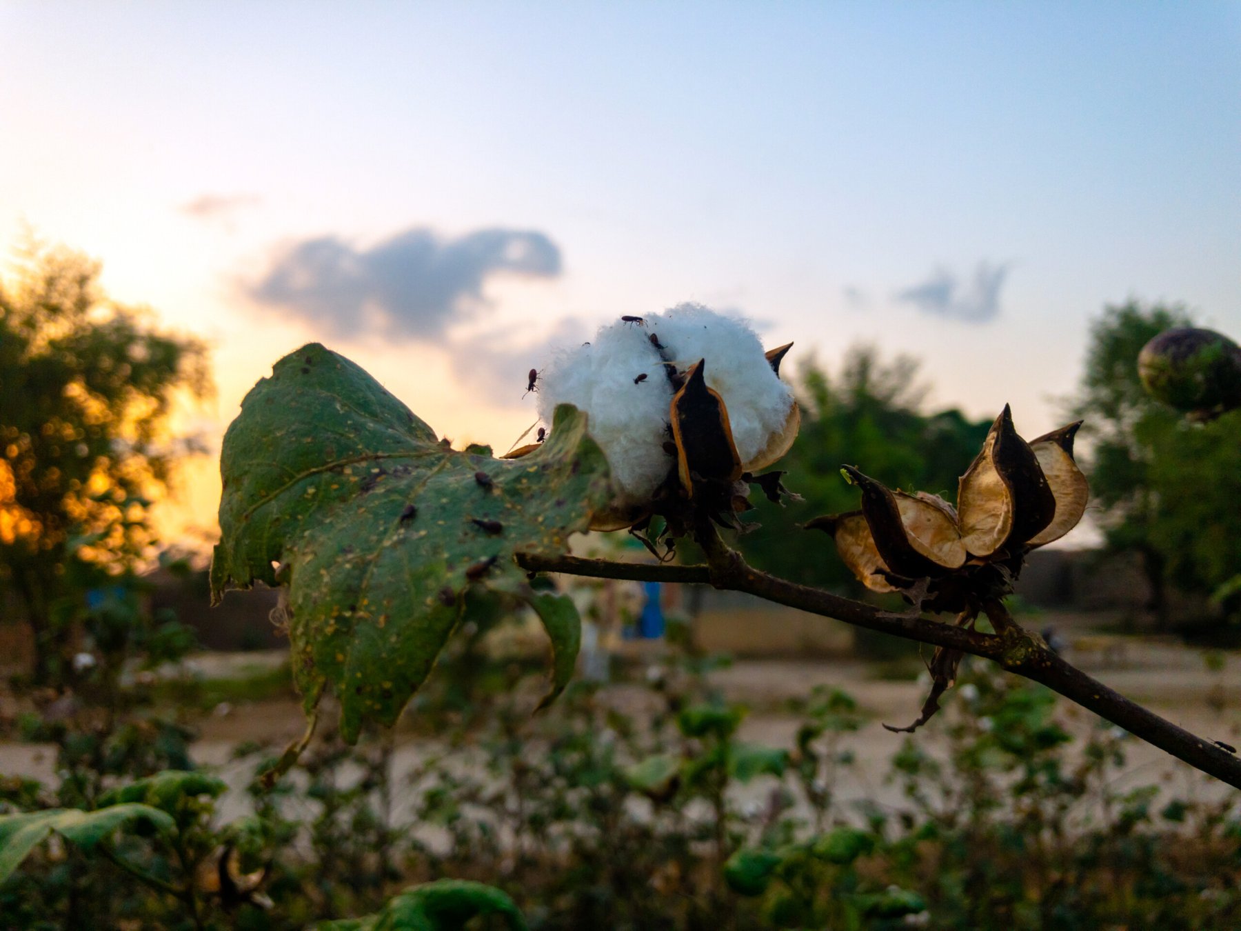 Fatima Fertilizer aims to enhance cotton and maize crop productivity