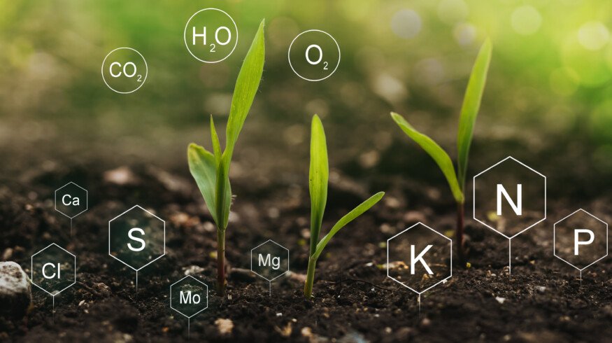 Iron oxides found to unlock phosphorus to become usable by plants