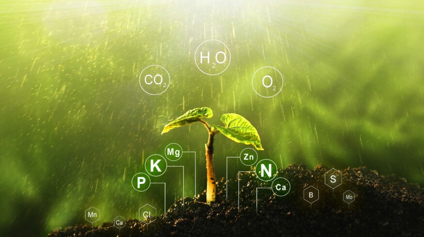Scientists uncovered the significant role of silicon in boosting rice and wheat resilience