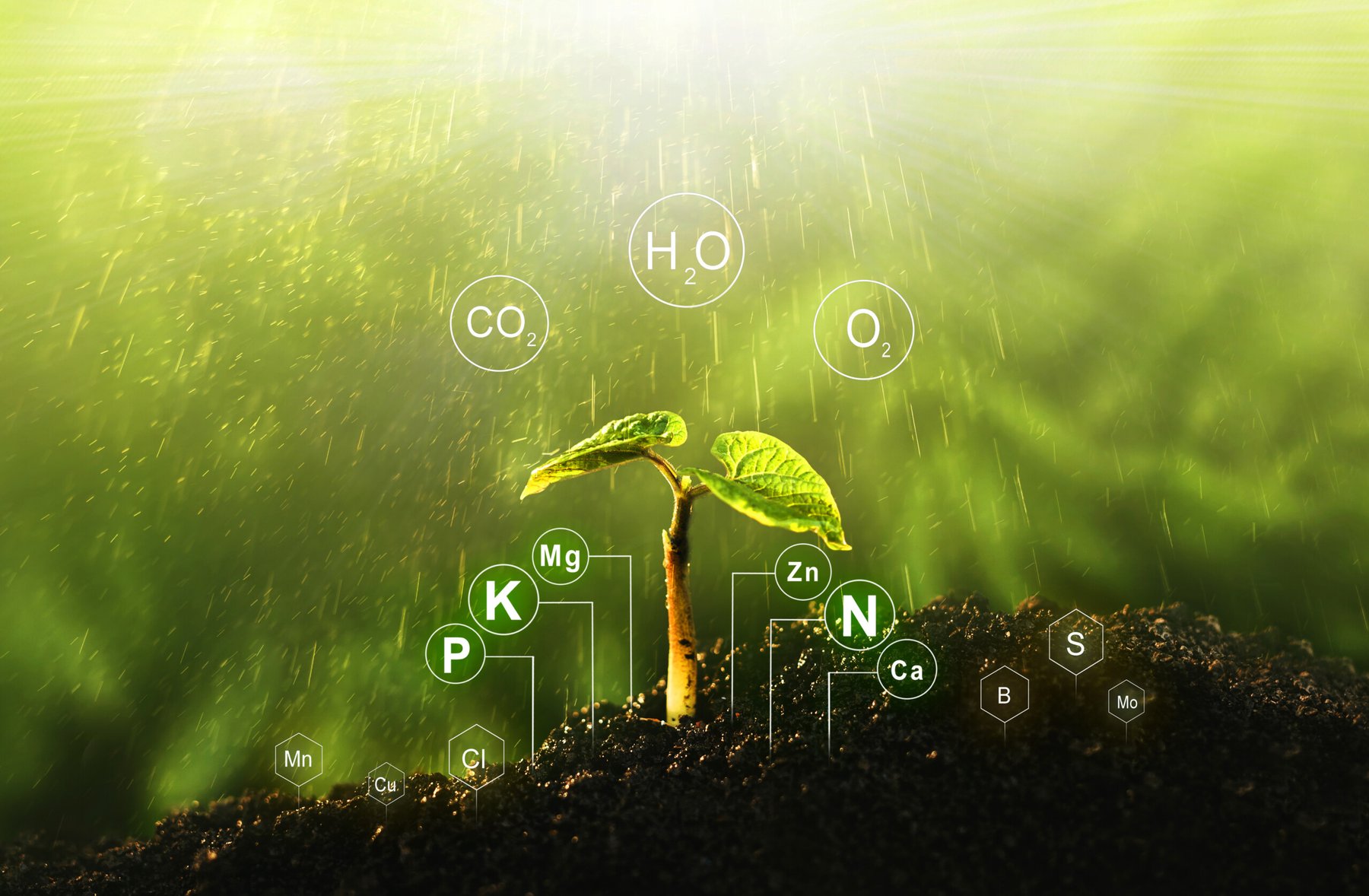 Scientists uncovered the significant role of silicon in boosting rice and wheat resilience