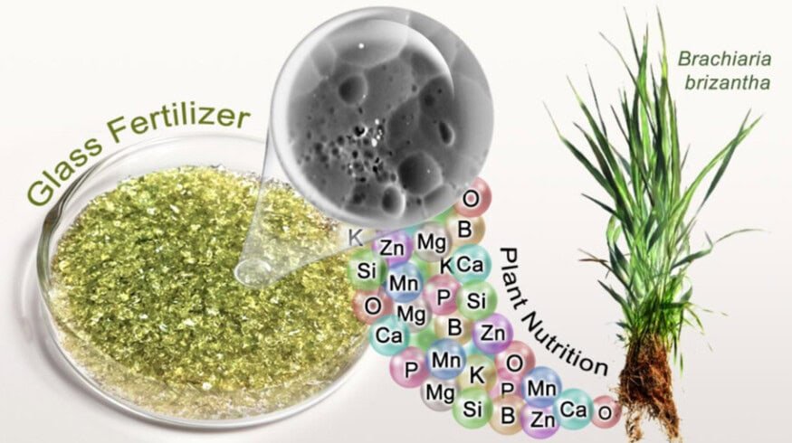 Researchers demonstrated a nutrient delivery system based on glass fertilizer beads