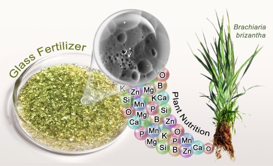 Researchers demonstrated a nutrient delivery system based on glass fertilizer beads