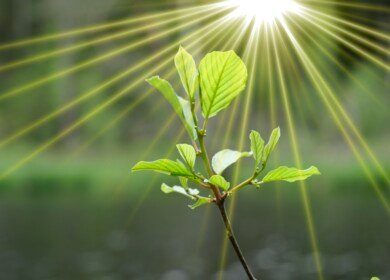 Microplastic could be reducing photosynthesis rates by up to 18% — study