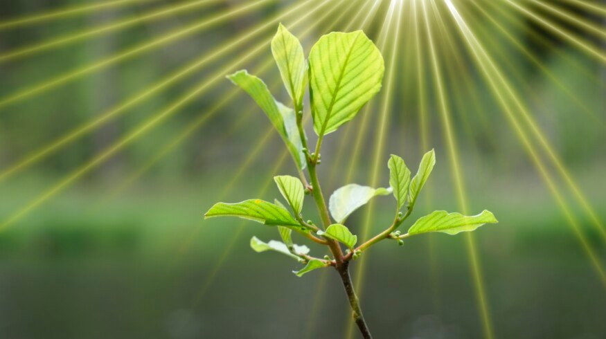 Microplastic could be reducing photosynthesis rates by up to 18% — study