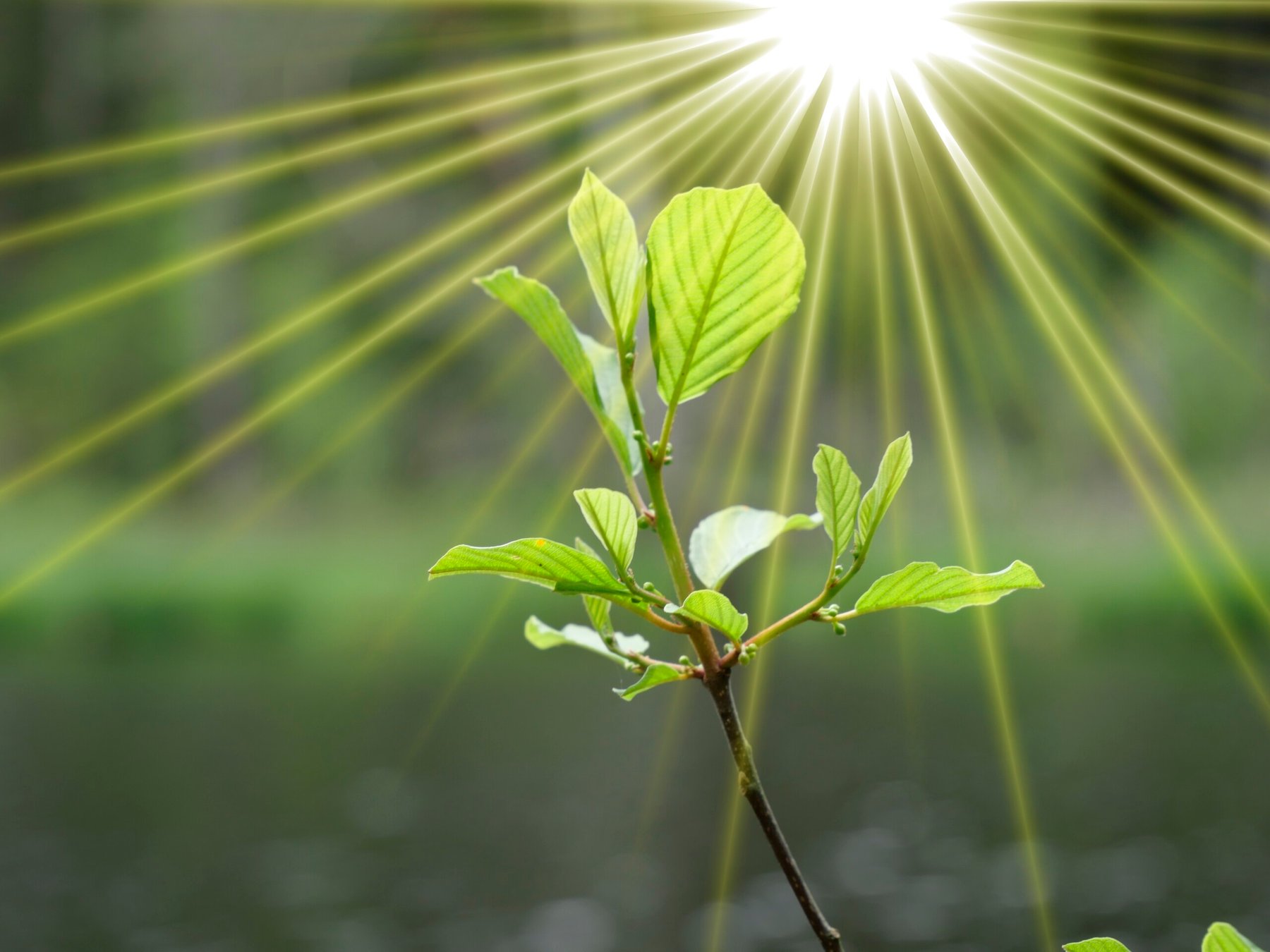 Microplastic could be reducing photosynthesis rates by up to 18% — study