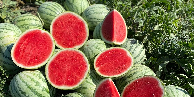 Hazera rolls out sustainable seed treatment as industry evolves