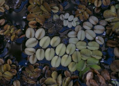 Louisiana weevils deployed to combat invasive water plants in South Africa