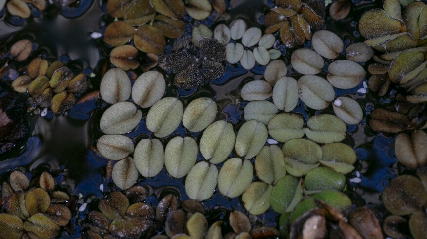 Louisiana weevils deployed to combat invasive water plants in South Africa