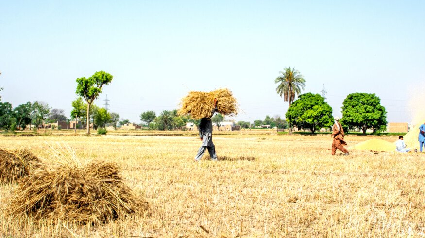 British International Investment allocates $75 million to boost Pakistan’s agribusiness sector
