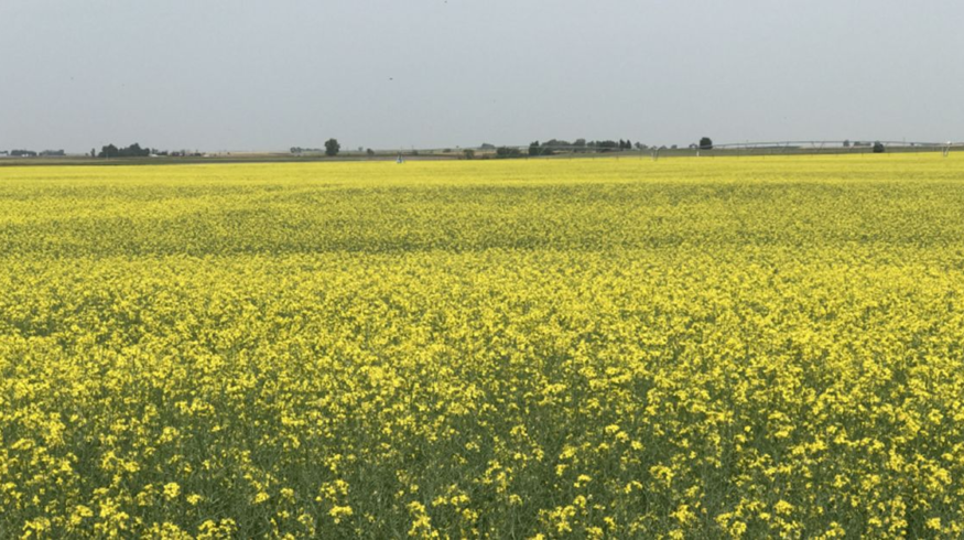 Nufarm CEO backs Australia’s Food Security Strategy, calls for stronger local manufacturing