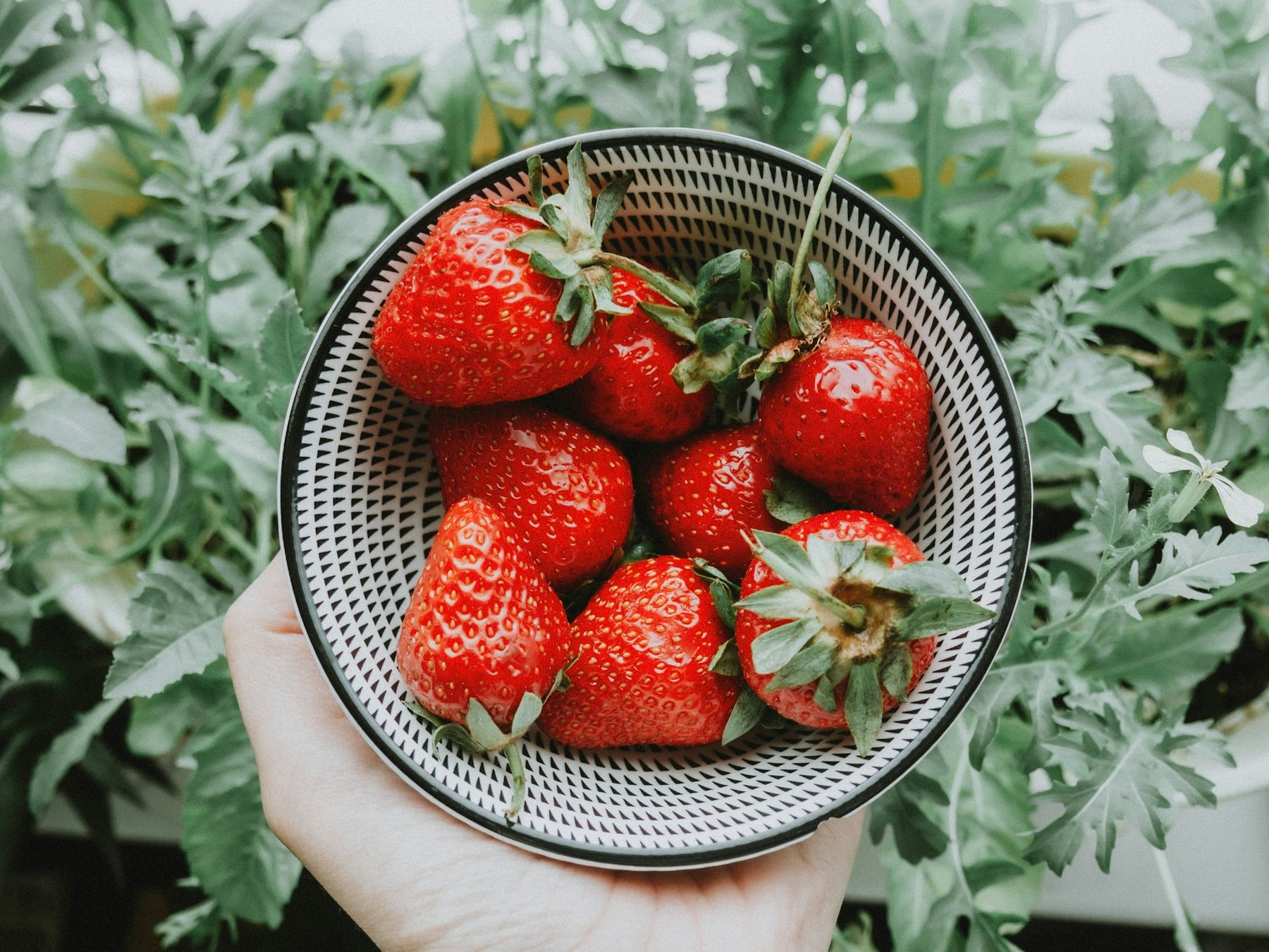 Ohalo partners with industry leaders to accelerate strawberry breeding