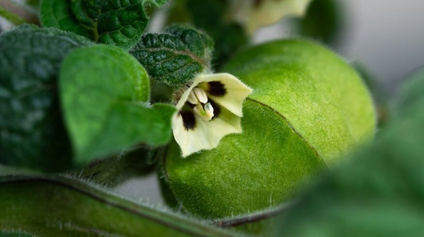 German scientists develop physalis-based agricultural biopesticides