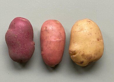 Dutch Board grants rights to first skin-grafted potato