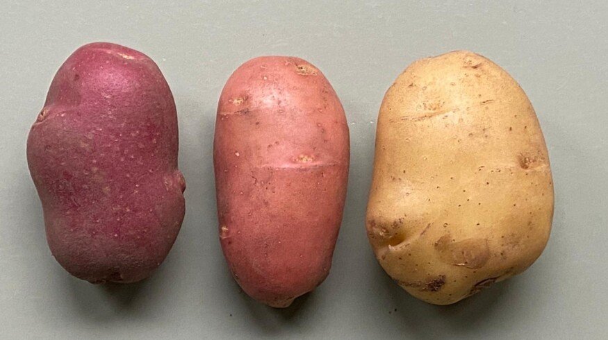 Dutch Board grants rights to first skin-grafted potato