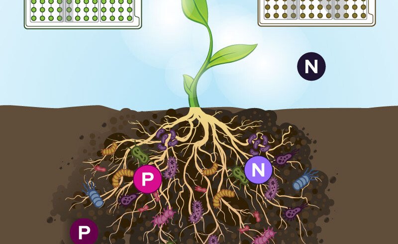 Biolog’s RhizoPlates assist in detecting nitrogen-fixing and phosphate-solubilizing bacteria