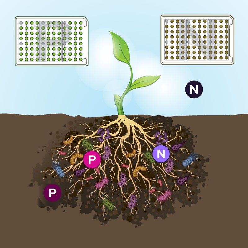 Biolog’s RhizoPlates assist in detecting nitrogen-fixing and phosphate-solubilizing bacteria