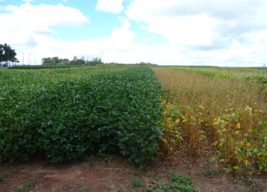 2Blades and Bayer extend partnership to strengthen Soybean Rust resistance