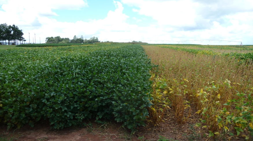 2Blades and Bayer extend partnership to strengthen Soybean Rust resistance